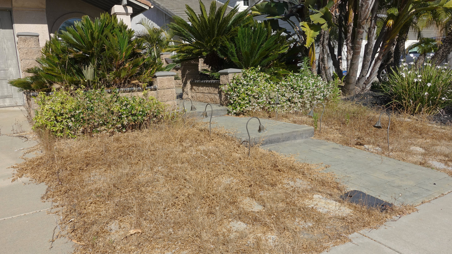 The Real Problem With an Unhealthy Lawn